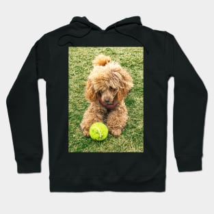 Raffie loves his tennis ball! Hoodie